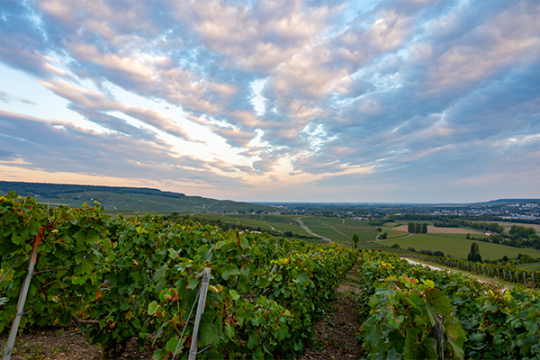 Vignoble au coucher du soleil