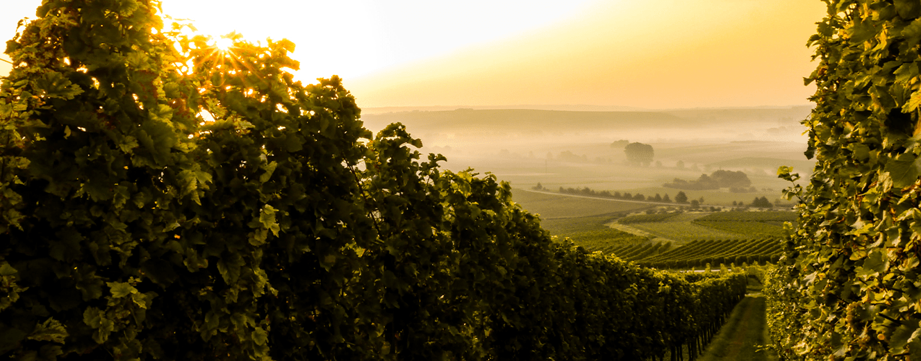 Illustration de l'article « Rencontre avec les vignerons de Buzet »