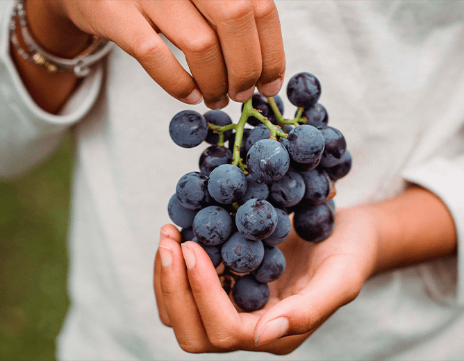 Illustration de l'article « À la rencontre des vignobles des Terrasses du Larzac »