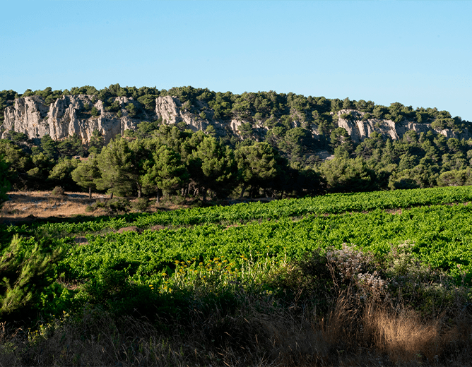 Illustration de l'article « Tout savoir sur l’appellation La Clape »