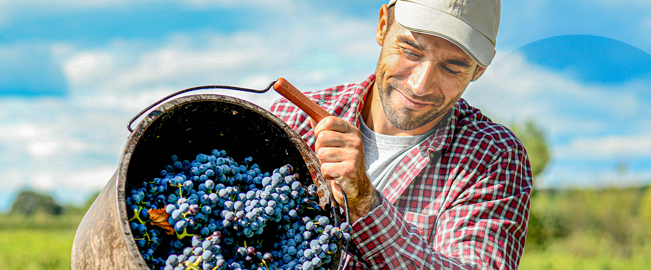 Illustration de l'astuce « Vivez des expériences touristiques uniques pendant les vendanges » (visuel 1)
