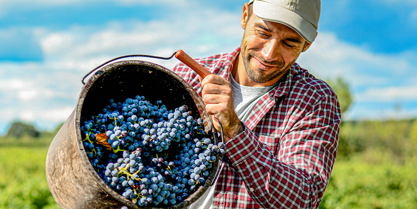 Illustration de l'astuce « Vivez des expériences touristiques uniques pendant les vendanges »