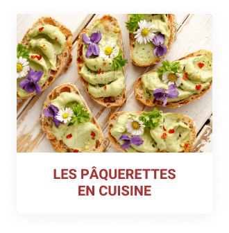 Cuisiner les pâquerettes