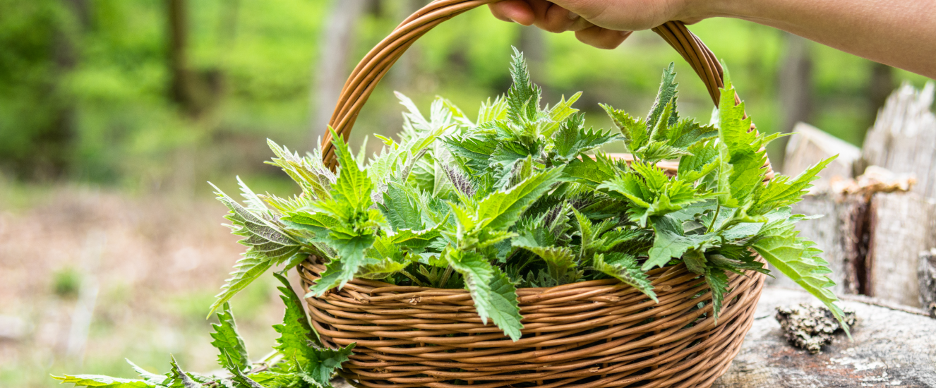 Illustration de l'astuce « 4 plantes sauvages à cueillir en novembre »