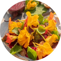 Capucine en salade