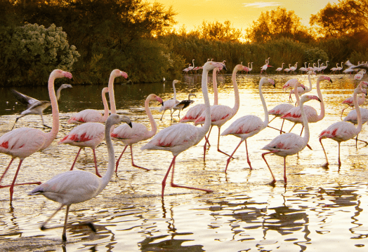 Illustration de l'article « Immersion sauvage en Camargue »