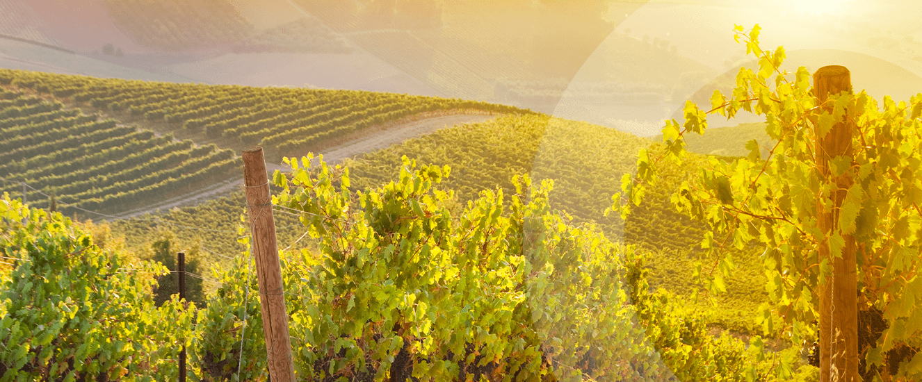 Illustration de l'astuce « Tout savoir sur les vendanges » (visuel 1)