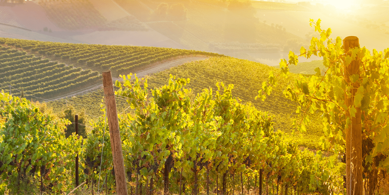 Illustration de l'astuce « Tout savoir sur les vendanges »