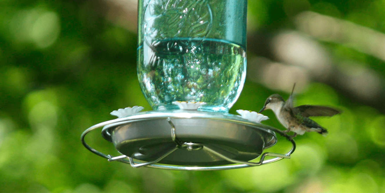 Illustration de l'astuce « Recyclez vos bouteilles en verre en mangeoire à oiseaux »