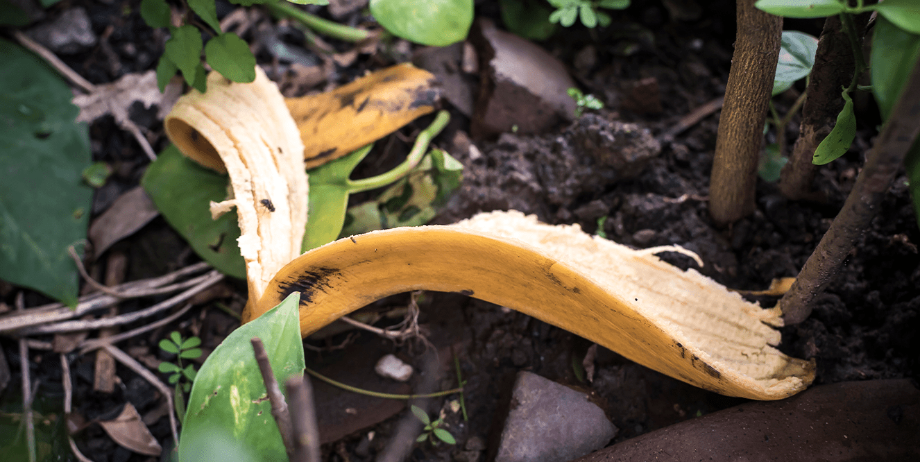 Illustration de l'astuce « Les peaux de bananes, un engrais naturel pour vos plantes ! »