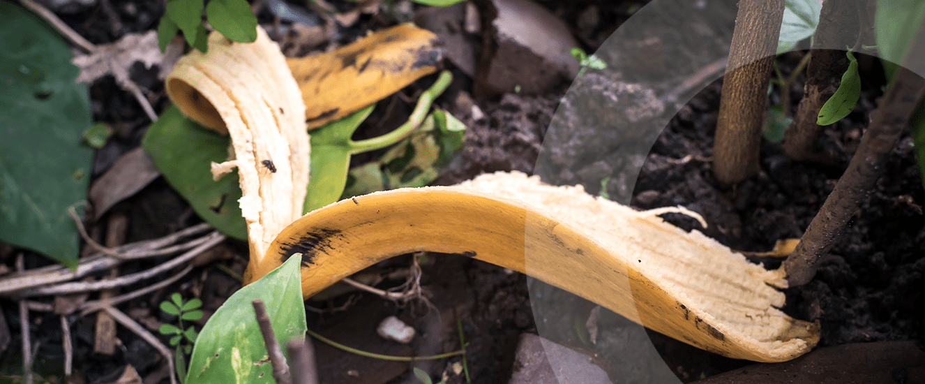 Illustration de l'astuce « Les peaux de bananes, un engrais naturel pour vos plantes ! » (visuel 1)