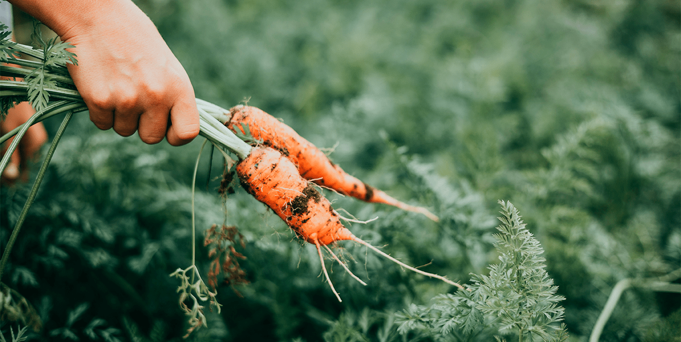Illustration de l'astuce « Cuisiner les fanes de légumes »