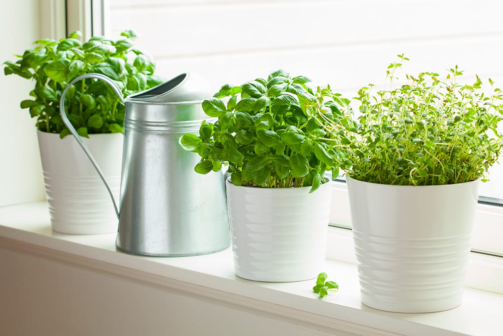 Illustration de l'astuce « Pourquoi ne pas faire pousser ses propres herbes aromatiques ? »