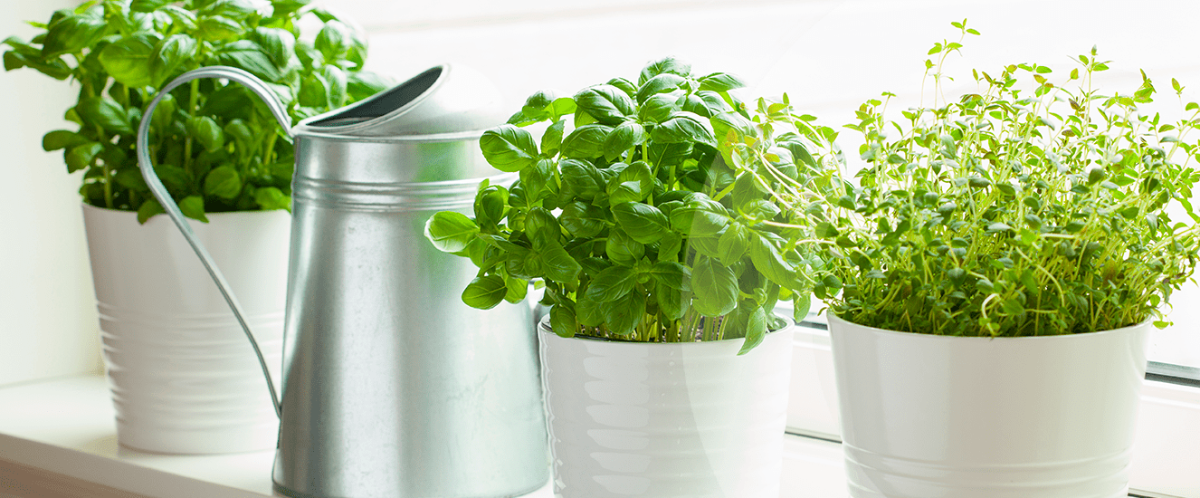Illustration de l'astuce « Pourquoi ne pas faire pousser ses propres herbes aromatiques ? » (visuel 1)