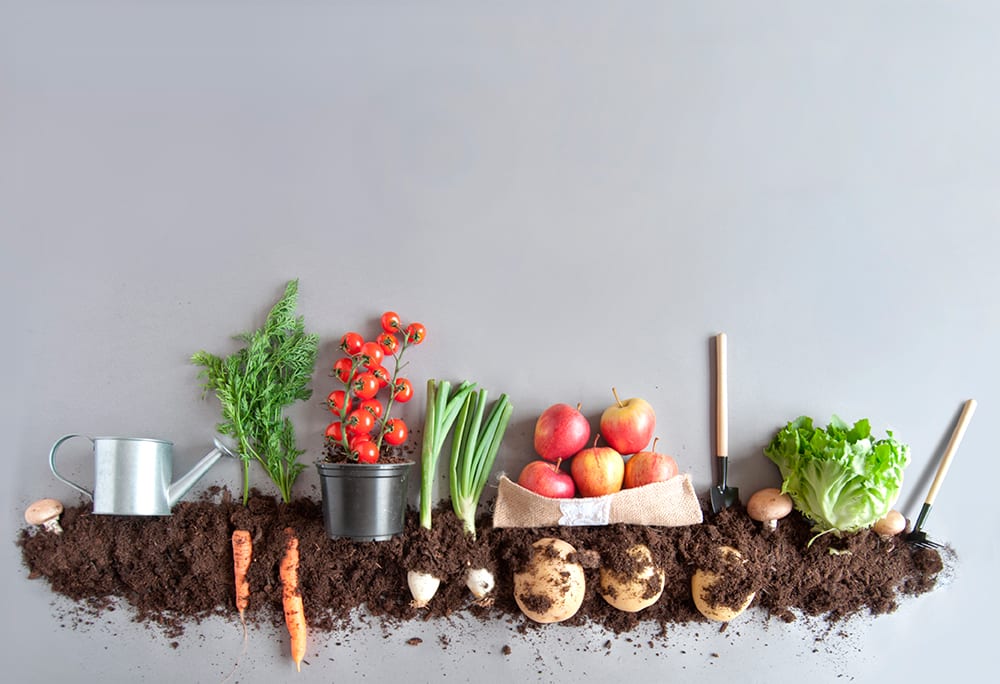 Illustration de l'astuce « Pourquoi consommer des légumes de saison ? »