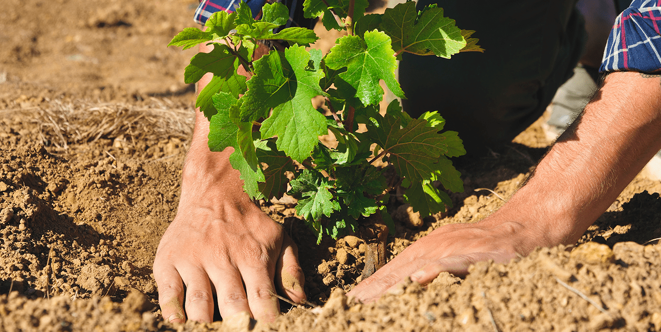 Illustration de l'astuce « Que planter en hiver ? »