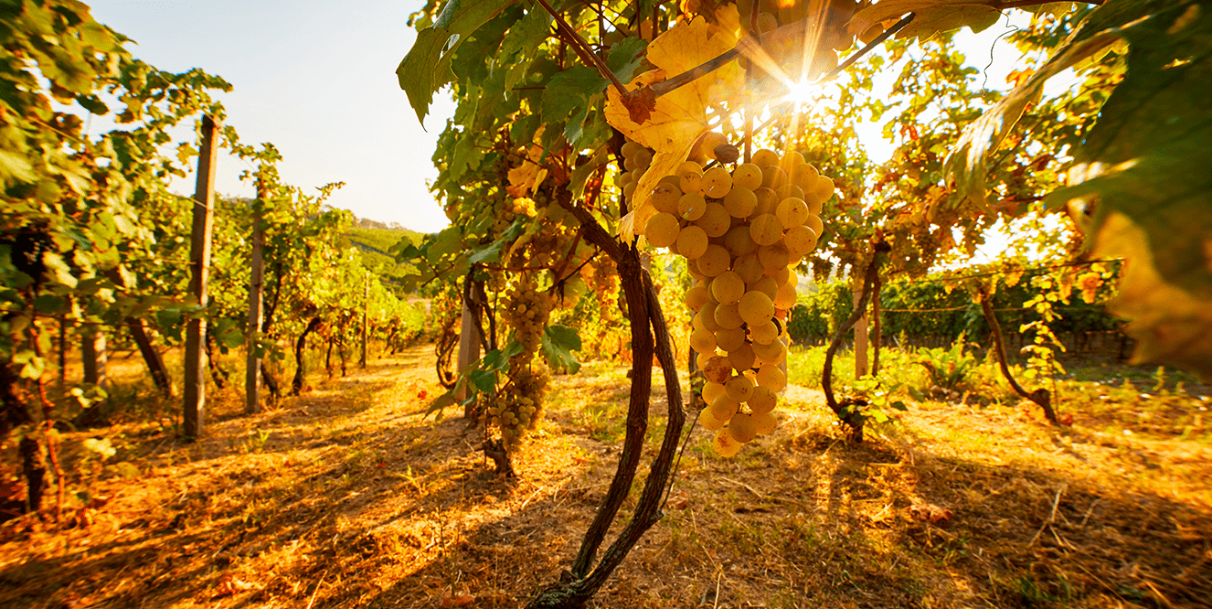 Illustration de l'astuce « Qu’est-ce qu’une vigne ? »