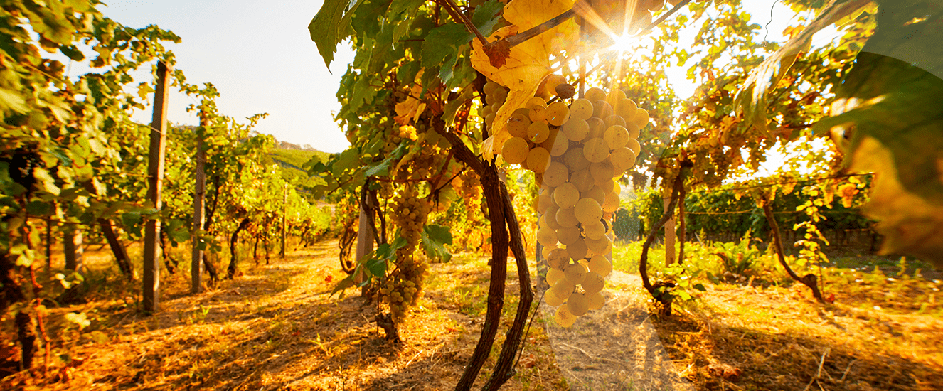 Illustration de l'astuce « Qu’est-ce qu’une vigne ? » (visuel 1)