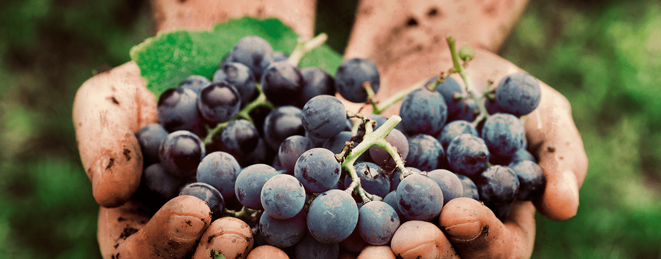 Illustration de l'article « Vin Bio : et si on se laissait tenter ? »
