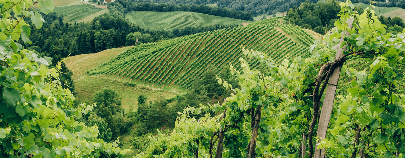 Illustration de l'article « L’appellation Minervois : la promesse de vins millésimés par le vent »