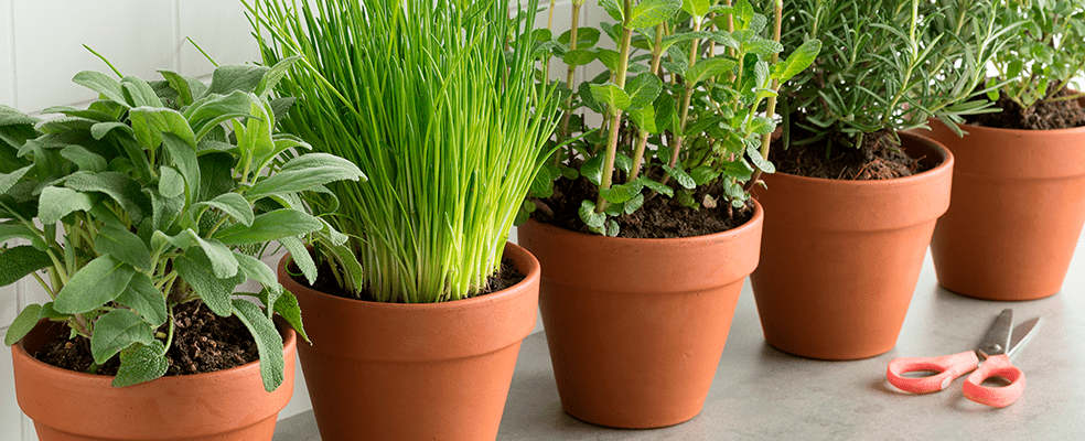 Illustration de l'astuce « Pourquoi ne pas faire pousser ses propres herbes aromatiques ? » (visuel 2)