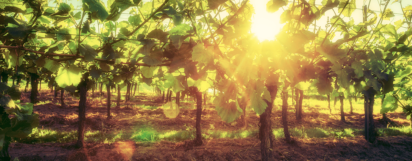 Illustration de l'article « Qu’est-ce qu’un vin sans sulfites ? »