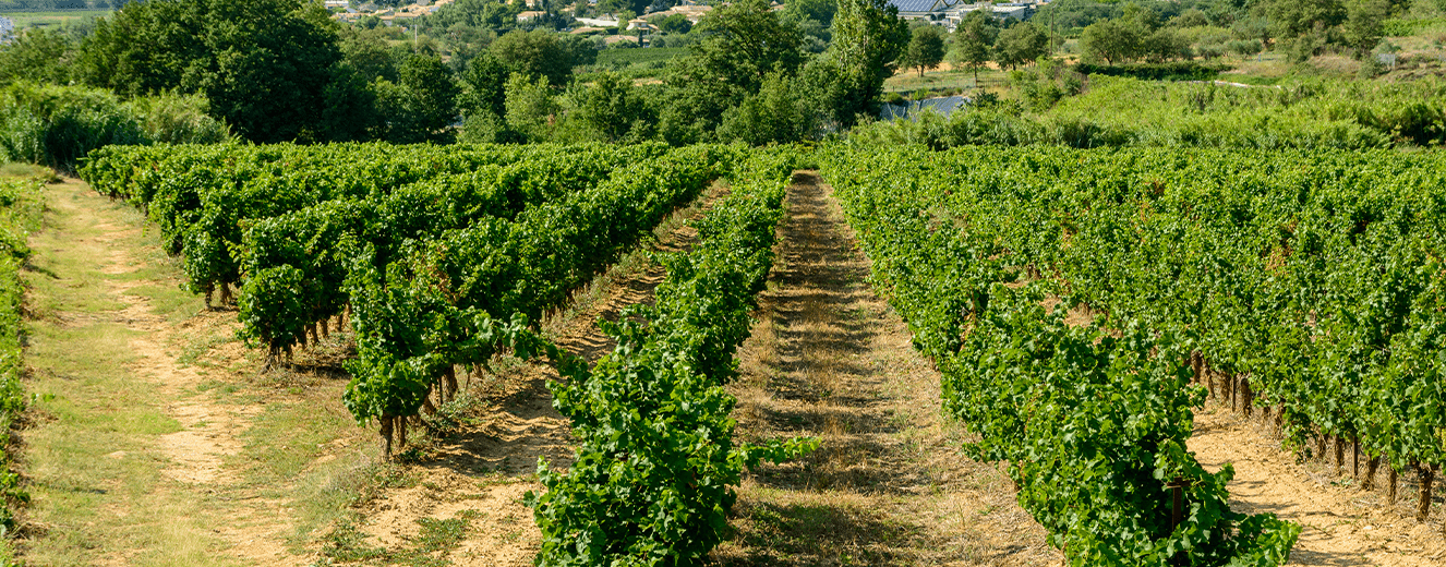 Illustration de l'article « Toute l’âme et l’authenticité du Roussillon en bouteille »