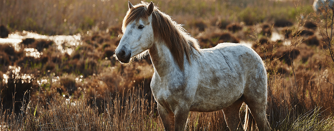 Illustration de l'article « Voyons la vie en rose en Camargue ! »
