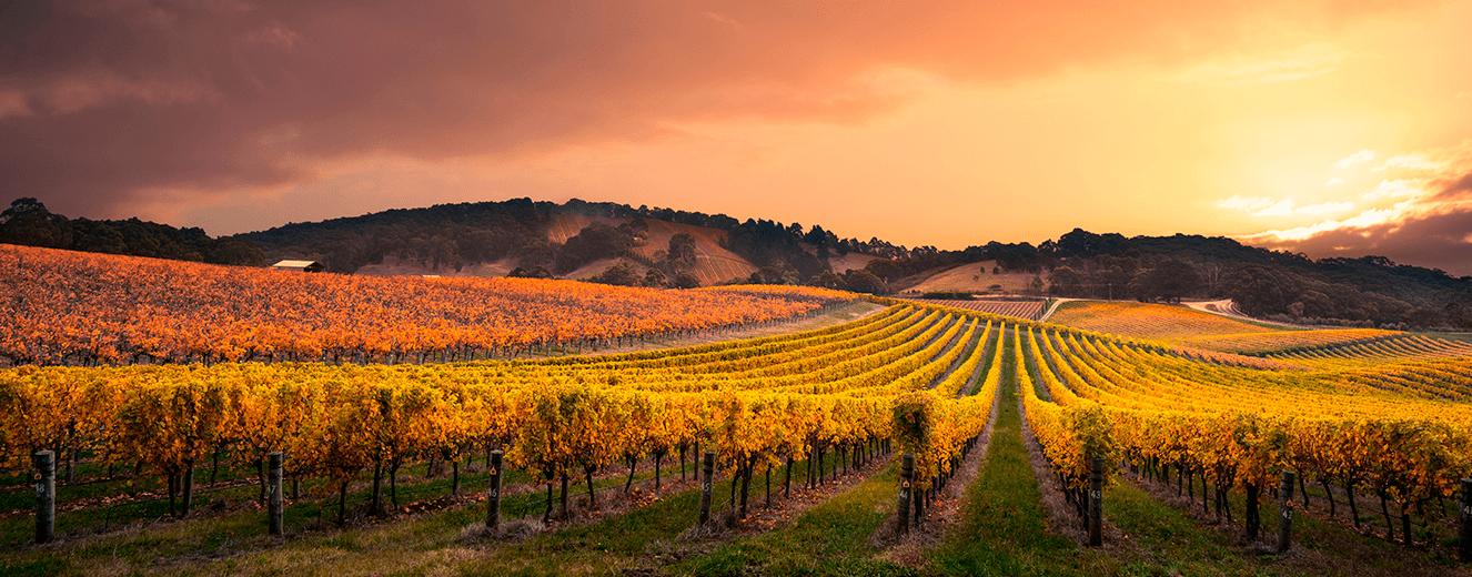 Illustration de l'article « Les Vignerons Catalans et leurs fruités : la force tranquille… »