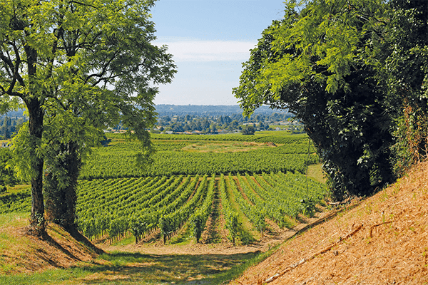 Paysage viticole de la région Bordeaux (visuel 2)