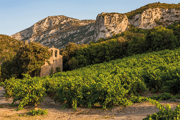 Vignoble Languedoc