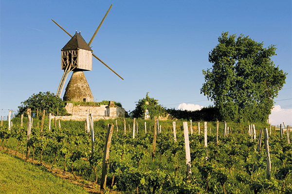 Paysage viticole de la région Loire (visuel 2)
